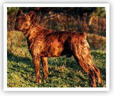 Portuguese cattle dog picture