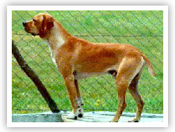 Photo von einem Portugiesischen Hhnerhund
