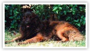 Portuguese Serra Estrela dog picture