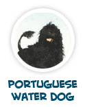 to learn about Portuguese water dog or poodle, favourite dog of president Obama