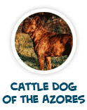 to learn about Portuguese cattle dog of Sao Miguel island