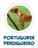 to learn about Portuguese Pergidueiro or pointer dog