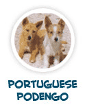to learn about Portuguese podengo, star dog in Hollywood films
