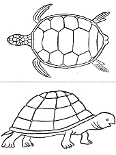A tartarugas