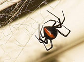 araigne veuve noire  dos rouge d'Australie