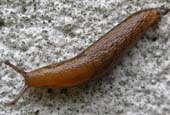 common slug