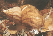 common whelk