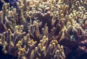 coral-dedo