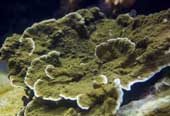 Blattplatte Koralle