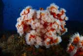 coral-verdadeiro