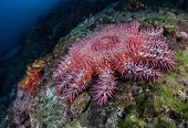 estrela-do-mar-coroa-de-espinhos