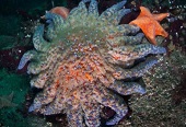 estrela-do-mar-girassol