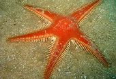red comb starfish