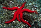 estrela-do-mar-prpura