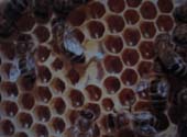 alvoles d'abeille