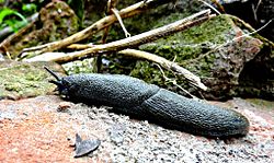 Indian large slug