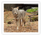 photo de coyote