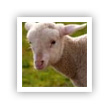 foto de ovelha