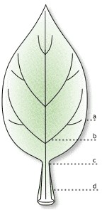 diagrama de uma folha