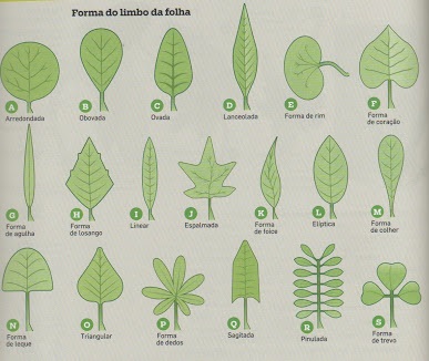 formes du limbe des feuilles