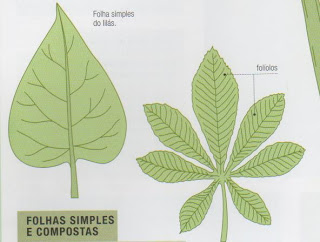 folhas simples e compostas