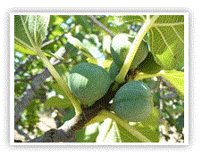 photo of a fig tree with figs