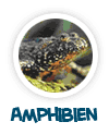 nach Amphibien