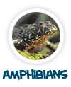 go to amphibians