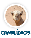cameldeos