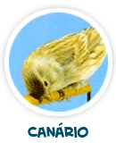 canário