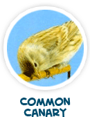 common canary