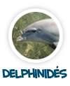 vers la page des delphinids