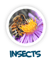 go to insects