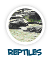 go to reptiles